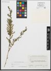 Foto von Salix purpurea L.